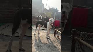 Indian Mastiff Bully Kutta Full Friendly pakistanibully indianmastiff dog animals soravjoshi [upl. by Nnaik]