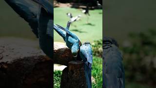 Macaw Sounds 1 [upl. by Carrick]