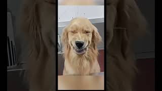 dog laugh～ dog cute [upl. by Ytsirk]