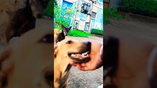 My happiness❤️🥰🥰 shorts dog doglover humanity respect help viralvideo youtubeshorts [upl. by Haase338]