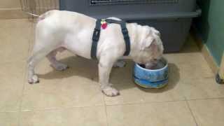 CATAPLEXIA BULLDOG BRUCE VENEZUELA [upl. by Davis]