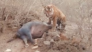 ranthambore national park tiger attack  best resort in sawai madhopur [upl. by Chalmers]