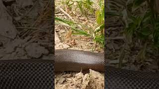 snake snakevideo snakehelpline108 youtube youtubeshorts youtuber [upl. by Jobi600]