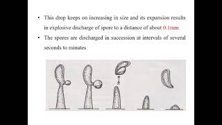 Development of Basidium and Basidiospores [upl. by Tips]