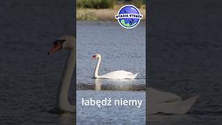 Łabędź niemy birds ptaki ptasiastrefa [upl. by Dolorita]