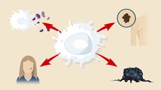 Macrophage Subtypes Polarization Activation and Plasticity [upl. by Belayneh]