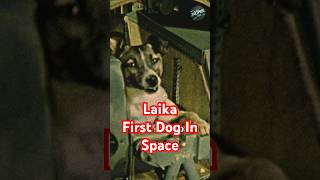 Meet Laika The FIRST Dog in Space laika space shorts [upl. by Vilberg205]