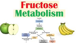 Fructose Metabolism Absorption Fructolysis Regulation and Role in Obesity [upl. by Bancroft]