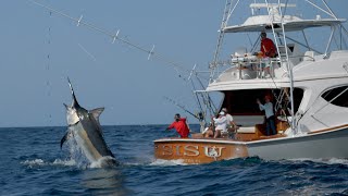 MONSTER Black Marlin Fishing in Panama [upl. by Luz]