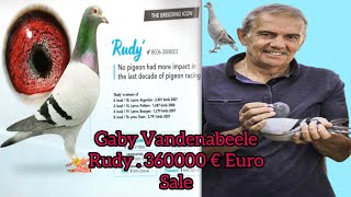 Gaby Vandenabeele Racer Pigeon  Rudy 360000 € Euro  Racing Pigeons  kalapati  Imported Racing [upl. by Enert440]