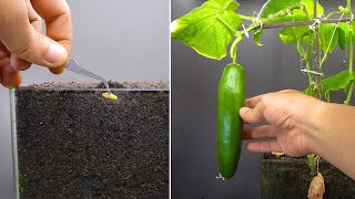 Growing Cucumber Time Lapse Seed To Fruit In 55 Days [upl. by Marybeth137]