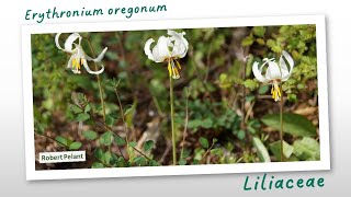 Fawnlily Erythronium oreganum and its relatives around the North temperate regions [upl. by Redlac]