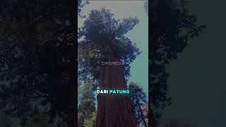 Hyperion Tree Pohon Terbesar Di Dunia Dengan Usia Lebih Dari 600 Tahun shorts shortvideo [upl. by Zerep892]