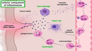 The Inflammatory Response [upl. by Aitnwahs]