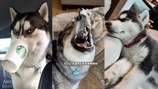 Huskies are so Dramatic😂 [upl. by Haldan]