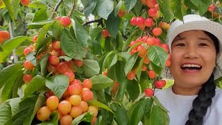 Amazing cherry farm so many cherry on the tree [upl. by Modie232]