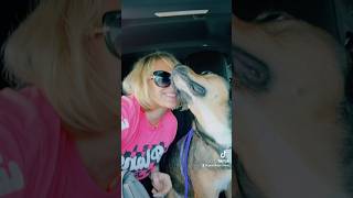 Meet Brenda BRYNN Ray Barnett spca adopt dogs dogsoftiktok dogviral short shortvideo [upl. by Sergius]