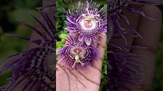 🤯அழகிய கிருஷ்ணகமலம் பூ⁉️l Passion flower  abithaakk passionflower flower shortsfeed shorts [upl. by Meeharb]