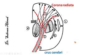 Anatomy of Internal capsule شرح [upl. by Mauldon]