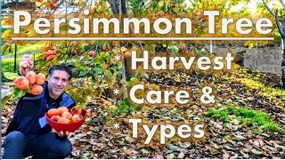 Persimmon Tree Harvest  Care  Varieties [upl. by Gui247]