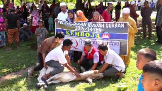 IBADAH KORBAN DI KEMBOJA EZ QURBAN [upl. by Chui]