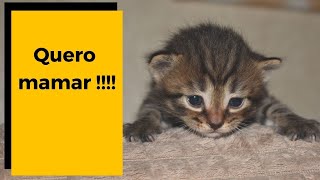 FILHOTE DE GATINHO FRACO  NÃƒO MAMA O que fazer  ðŸ™€  RECOMENDAÃ‡Ã•ES [upl. by Kolb]