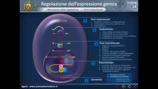 Biologia 14  Regolazione dellespressione genica [upl. by Longley984]