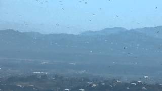 Honey Buzzard migration in full swing at Batumi  4th Sept 2013 [upl. by Jillian]