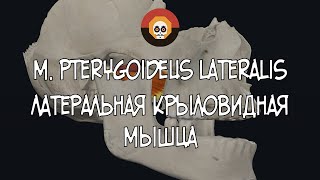 Латеральная крыловидная мышца m pterygoideus lateralis3D Анатомия [upl. by Drofkcor]