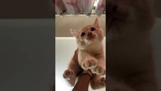 My cat is just a babyPatPatfriend cat cute pet catlover kitten cutecat [upl. by Cowan]