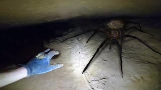 a SPIDER found them in cave [upl. by Acirrej]