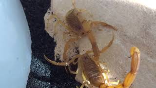 Egyptian Deathstalker Scorpion Mating w Spermatophore 22 Sloan Iowa [upl. by Eniksre]