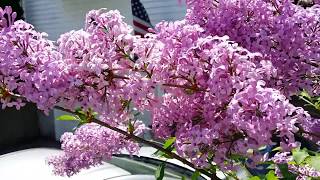 MidSpring Garden Tour Lilacs Peonies etc [upl. by Anitrak765]