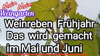 Weinrebe Frühjahr im Mai und Juni Das wird gemacht [upl. by Madel265]