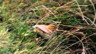 Leucistic Reed Bunting [upl. by Asirehc174]