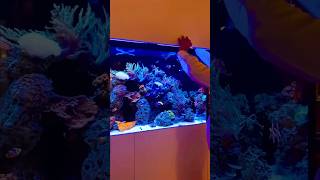 Feeding your reef aquarium with frozen natural food [upl. by Werdnaed]