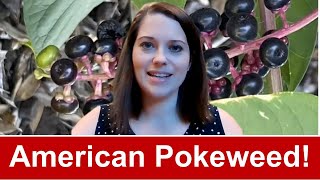 American Pokeweed [upl. by Alyahsat]