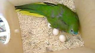 Turquoisine Grass Parakeet with Eggs [upl. by Nirtiac314]