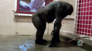 Breakdancing Gorilla at the Calgary Zoo Explained [upl. by Beisel437]