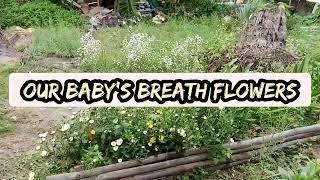 Growing Babys breath or gypsophilia flowering planttips and careguide [upl. by Eelyam88]