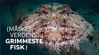 Verdens måske grimmeste fisk flytter ind │Havtaske indtager Oceanariet [upl. by Atterbury]