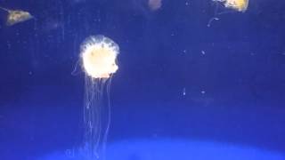 Lion Mane Jellyfish babies [upl. by Nahshu]