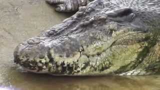 The Crocodile Lolong [upl. by Catherine]