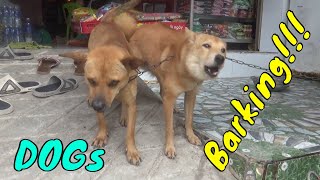 How Dogs React When Seeing Stranger 19  Running Barking  Viral Dog [upl. by Agemo659]