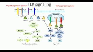 Toll like receptors TLRs signaling pathway  What are toll like receptors  Toll like receptors [upl. by Culliton2]