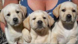 wwwSusanaLabradorscom Susana Labradors Picture Gallery Labrador Puppies and Adults [upl. by Yelbmik438]