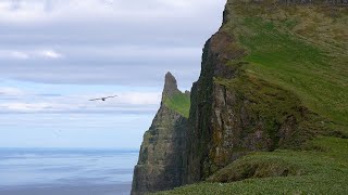 Hiking 50 Miles Alone in Hornstrandir Iceland with Guide [upl. by Galatea61]