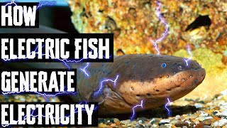 How Electric Fish Generate Electricity [upl. by Martita283]