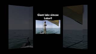 Huge lake simcoe laker caught just off big bay point lakesimcoe simcoe laker laketrout fishing [upl. by Harmaning]