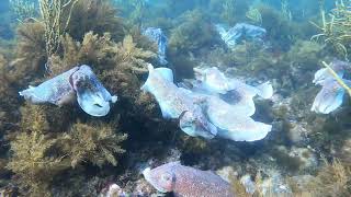 Whyalla South Australia Cuttlefish  GoPro Diving Video  Jun 21 [upl. by Bluh963]